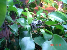 new male sambava, val