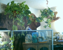 eco exploring