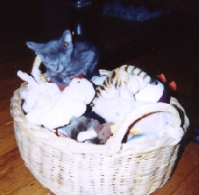 Bubbles Asleep in the Toy Basket