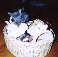 Bubbles Asleep in the Toy Basket