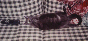 Bubbles' Glamour Shot