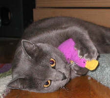So long, Bubbles 2000-2004