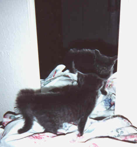 Fraidy Cat!