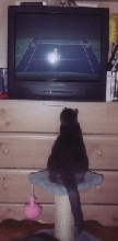 Bubbles Watching Tennis on TV