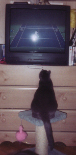Bubbles Watching Tennis on TV