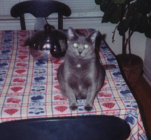 Bubbles on the Dining Table