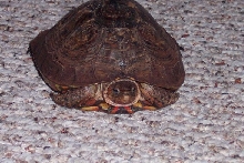 Ben's mystery turtle