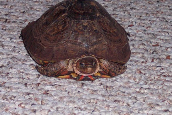 Ben's mystery turtle