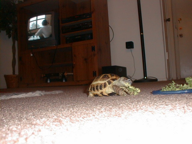 Sampson Eating