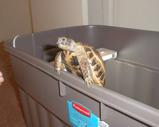 Sampson doing push-ups