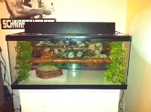 Arboreal setup
