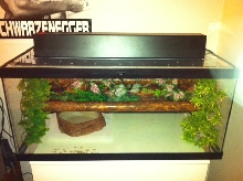 Arboreal setup