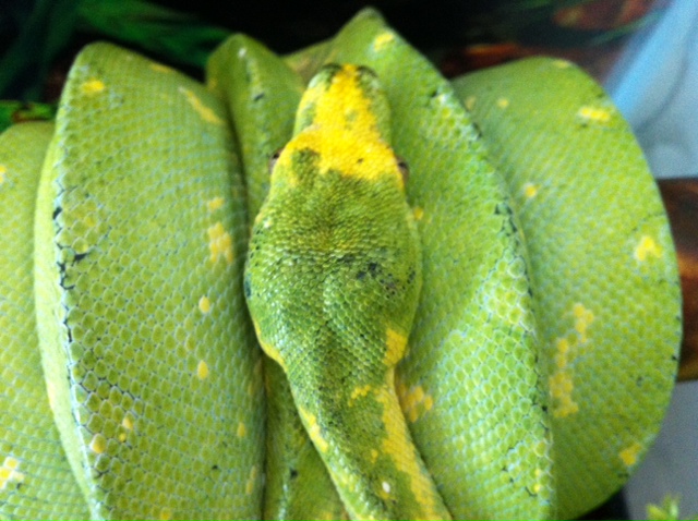 Pepper