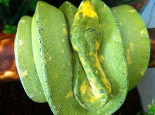Pepper