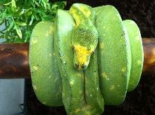 Pepper
