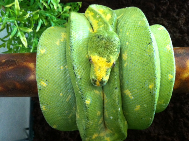 Pepper