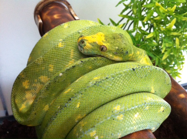 Pepper
