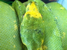 Pepper