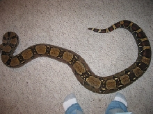 Gravid ?