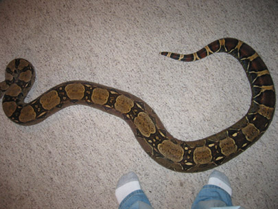 Gravid ?