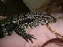 My best pet lizard
