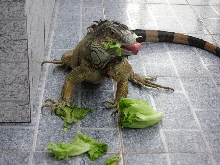 Naughty TREX II