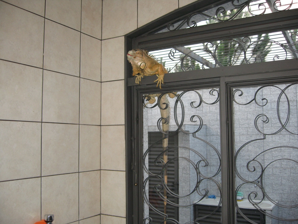 Trying to escape