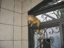Naughty TREX