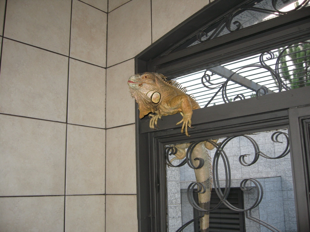 Naughty TREX