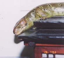 Leonardo 1