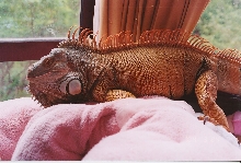 TREX 2004