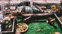 My uros cages