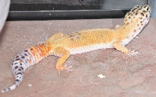 Lizzy