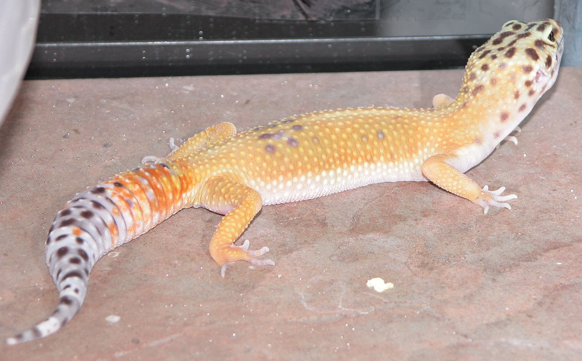 Lizzy