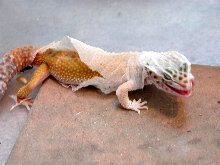SheddingMale