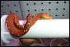 GTP