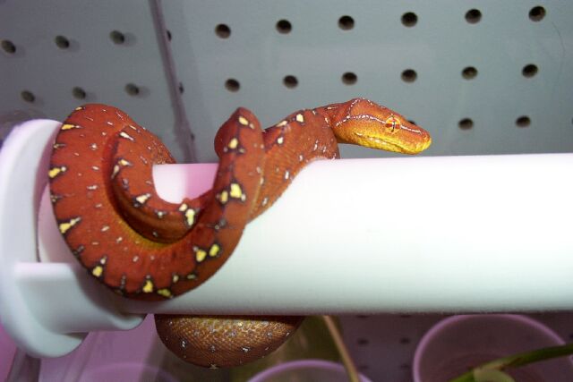 GTP