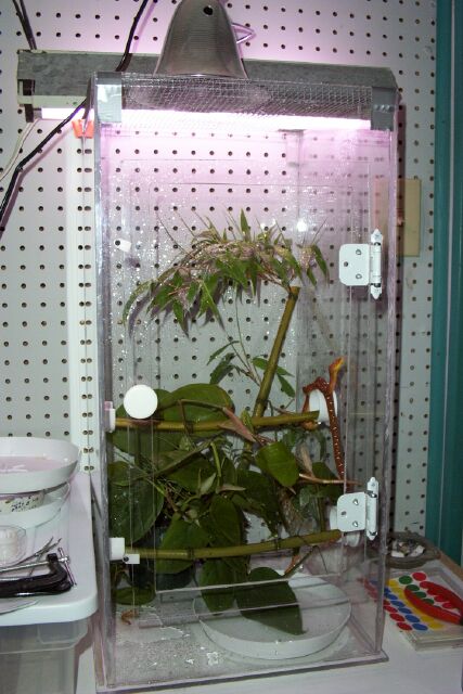 gtp cage