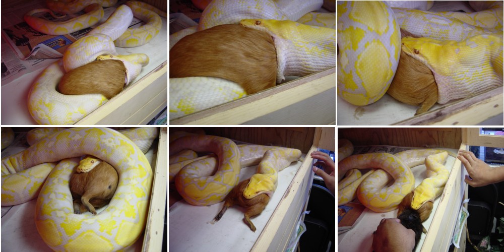 Albino Retic Feeding Pics