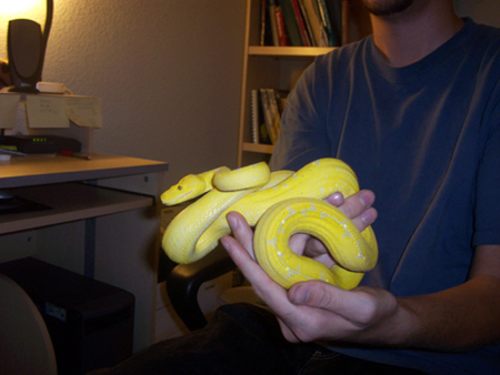 yellow 55