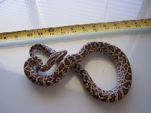 baby dwarf 1
