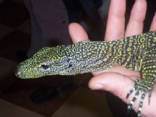 croc mon 3