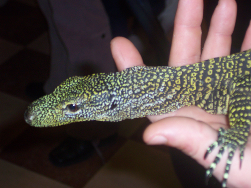 croc mon 3