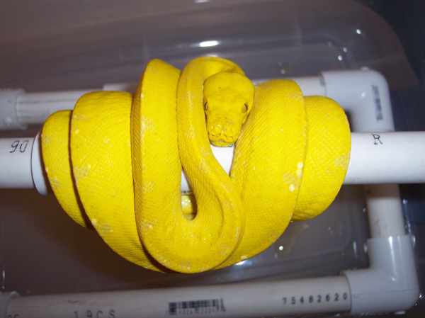 yellow 56