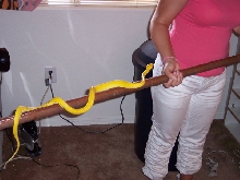yellow 57