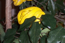 yellow 58