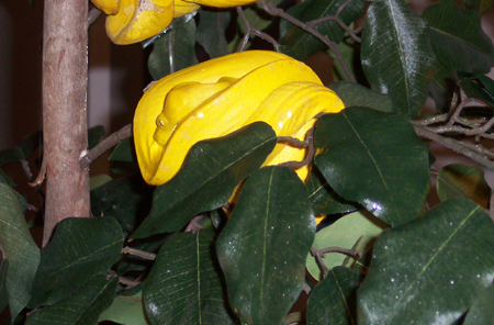 yellow 58