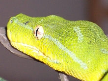 green kofiau