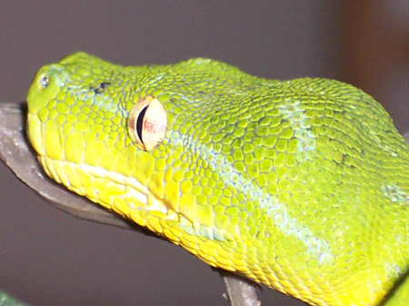 green kofiau