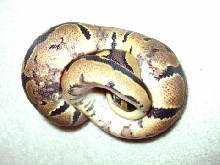 marbled
